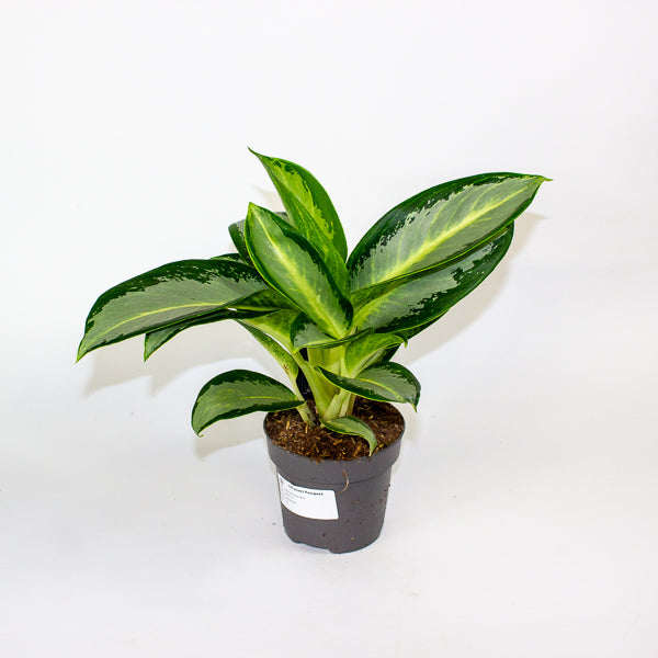 Aglaonema Silver Blue  12cm H30cm