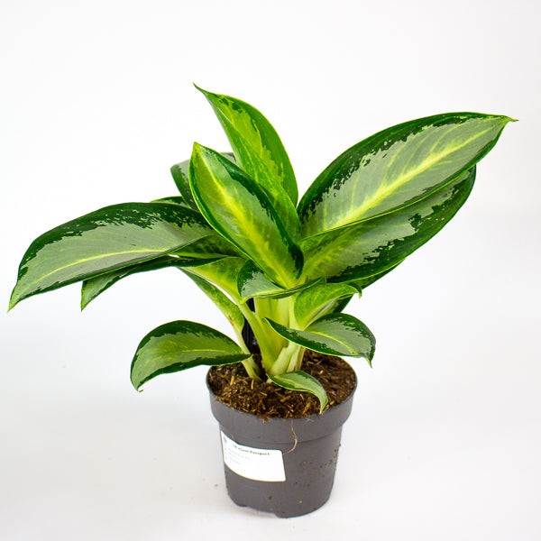Aglaonema Silver Blue  12cm H30cm