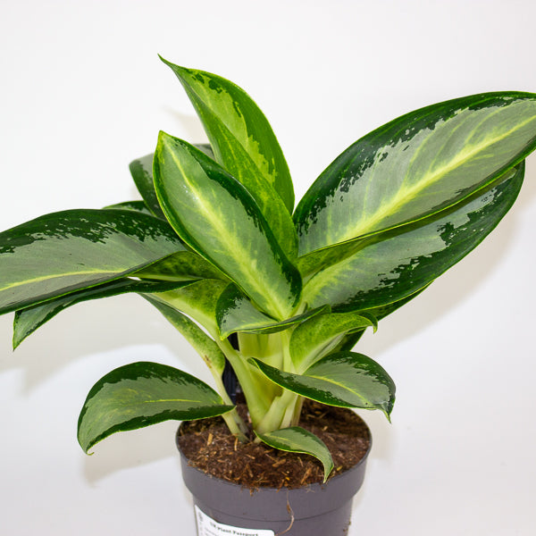 Aglaonema Silver Blue  12cm H30cm