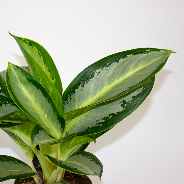 Aglaonema Silver Blue  12cm H30cm