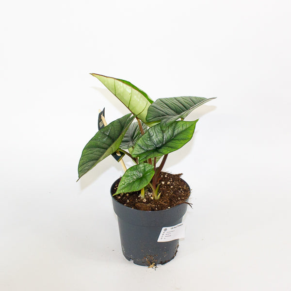 Alocasia Platinum  14cm H30cm
