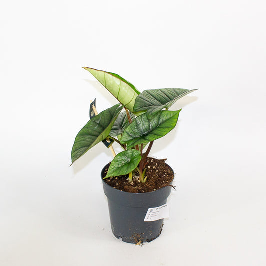 Alocasia Platinum  14cm H30cm