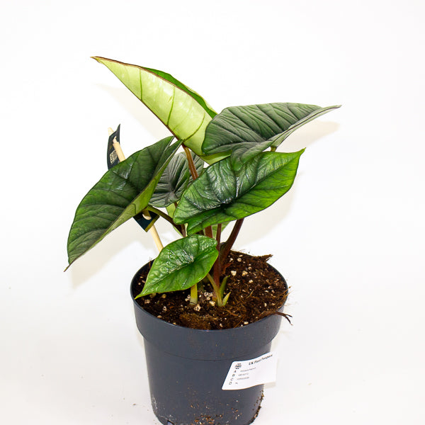 Alocasia Platinum  14cm H30cm