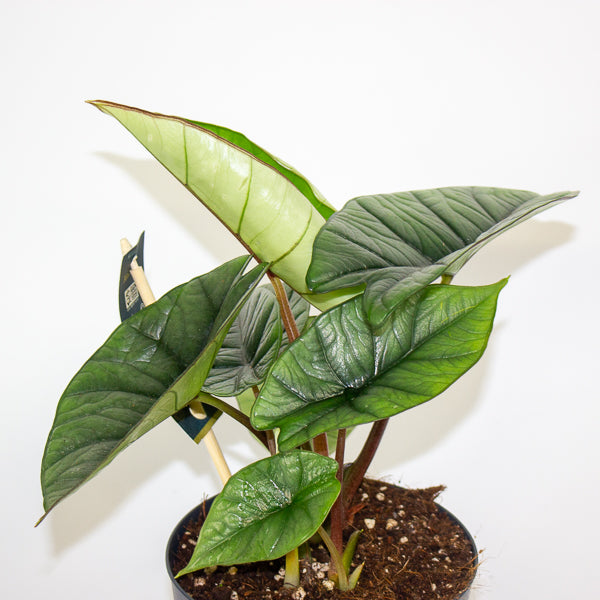 Alocasia Platinum  14cm H30cm