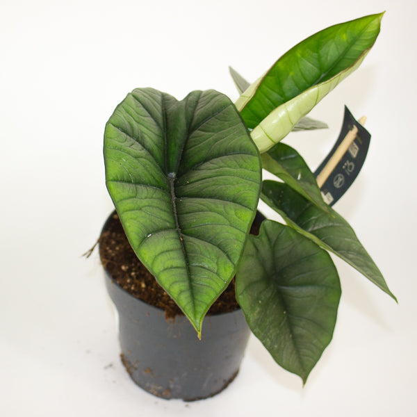 Alocasia Platinum  14cm H30cm