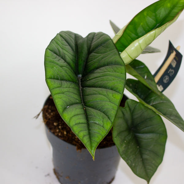 Alocasia Platinum  14cm H30cm