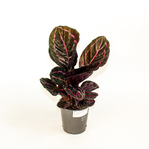 Calathea roseapicta Dottie 12cm H35cm