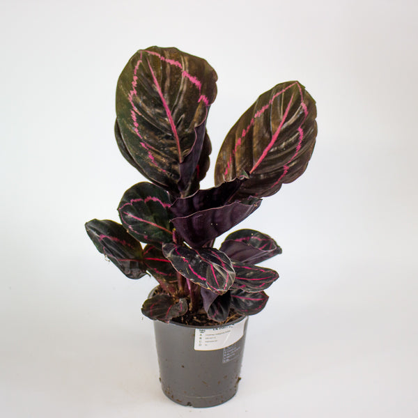 Calathea roseapicta Dottie 12cm H35cm
