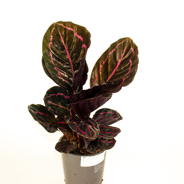 Calathea roseapicta Dottie 12cm H35cm