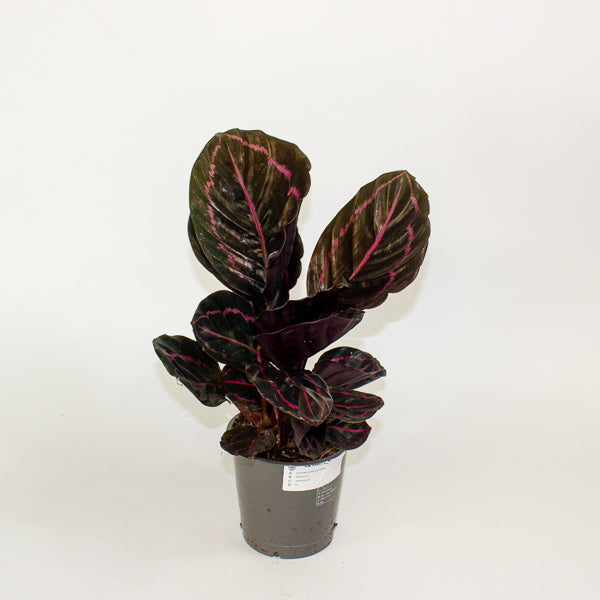 Calathea roseapicta Dottie 12cm H35cm