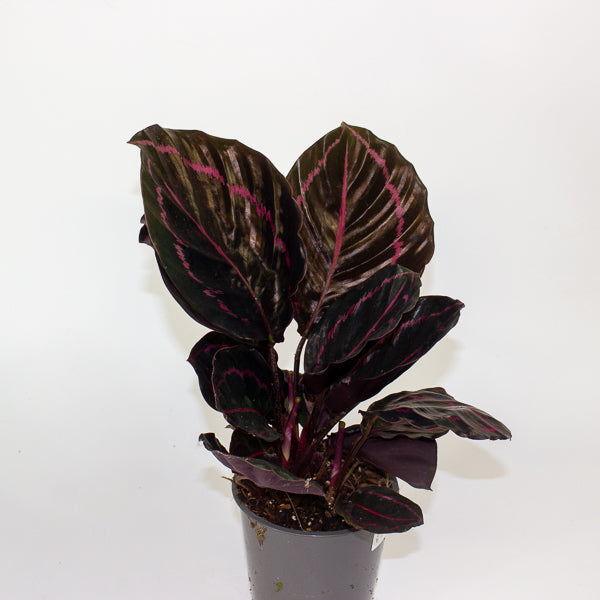 Calathea roseapicta Dottie 12cm H35cm
