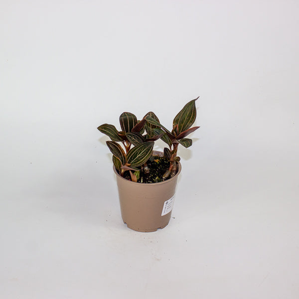 Ludisia discolor 12cm H35cm