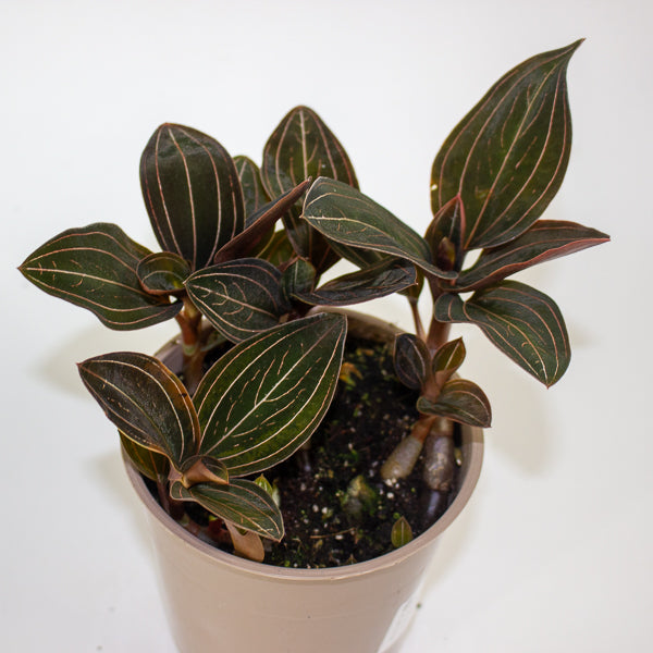 Ludisia discolor 12cm H35cm