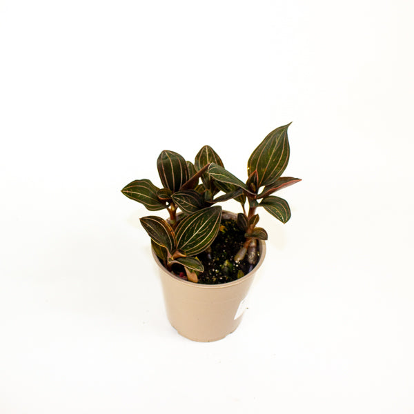 Ludisia discolor 12cm H35cm