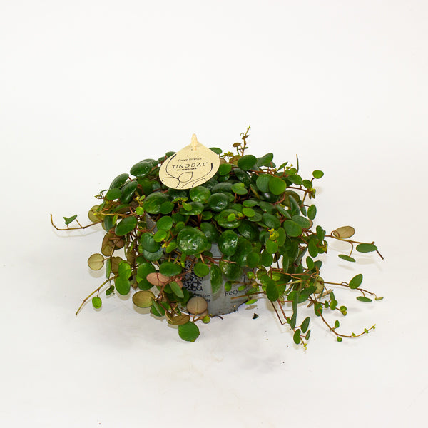 Peperomia 'Pepperspot' 11cm H15cm