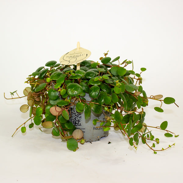 Peperomia 'Pepperspot' 11cm H15cm