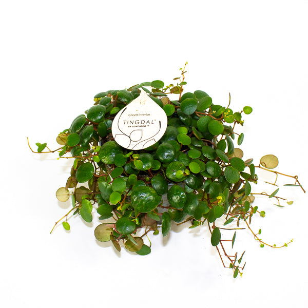 Peperomia 'Pepperspot' 11cm H15cm