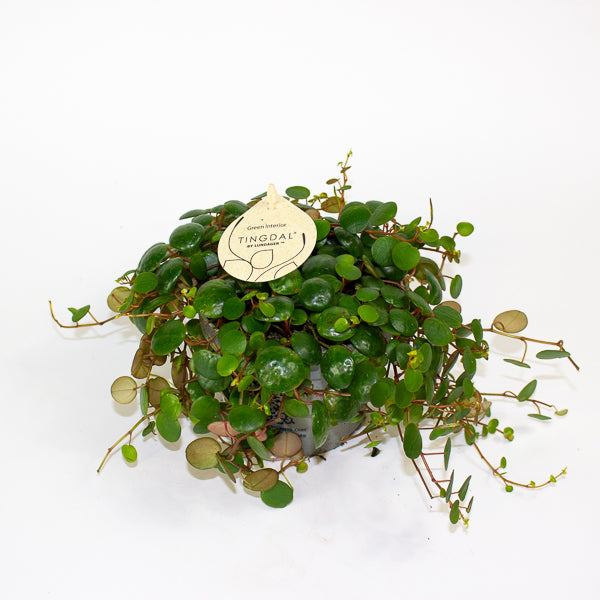 Peperomia 'Pepperspot' 11cm H15cm