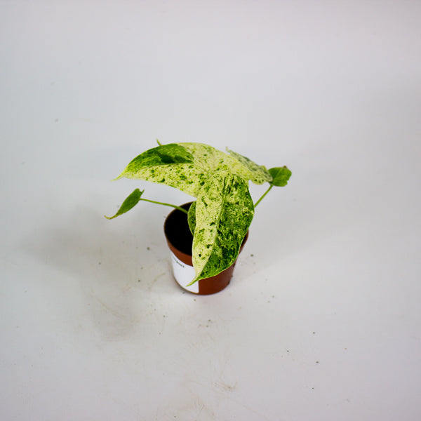 Alocasia Dragon Scale mint 6cm H10cm