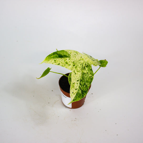 Alocasia Dragon Scale mint 6cm H10cm