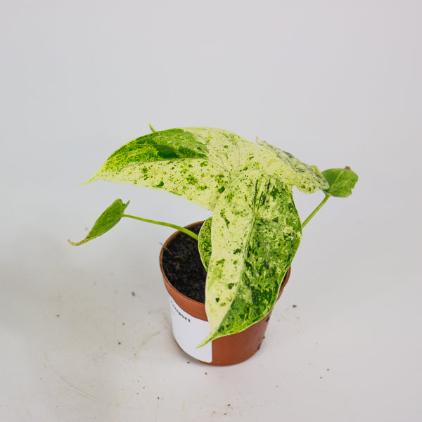 Alocasia Dragon Scale mint 6cm H10cm