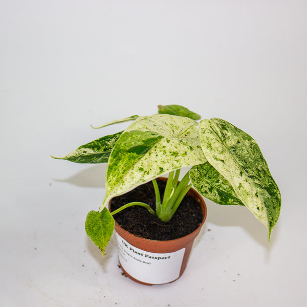 Alocasia Dragon Scale mint 6cm H10cm