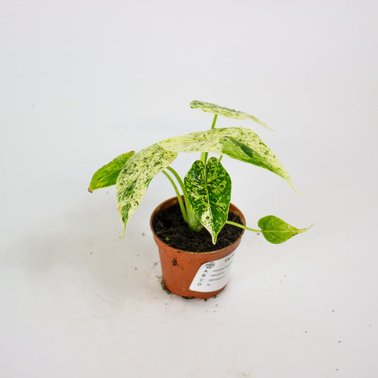 Alocasia Dragon Scale mint 6cm H10cm