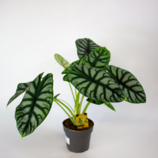 Alocasia Silver Dragon 14cm H50cm