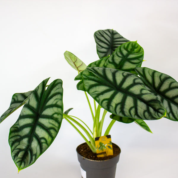 Alocasia Silver Dragon 14cm H50cm