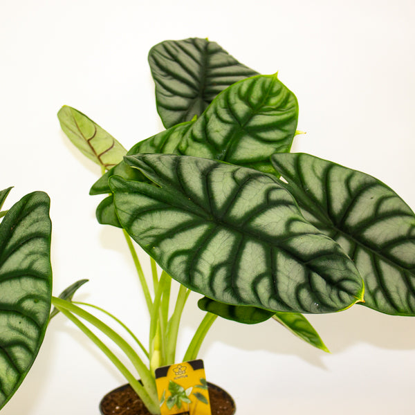 Alocasia Silver Dragon 14cm H50cm
