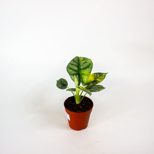 Alocasia Silver Dragon Variegata 7cm H10cm