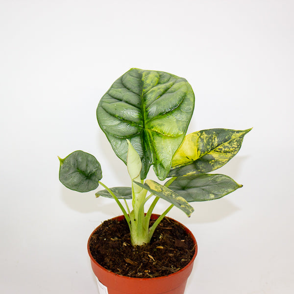 Alocasia Silver Dragon Variegata 7cm H10cm