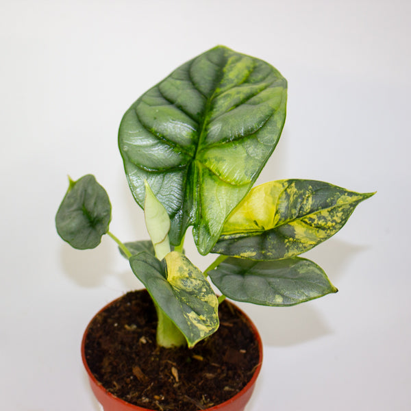Alocasia Silver Dragon Variegata 7cm H10cm