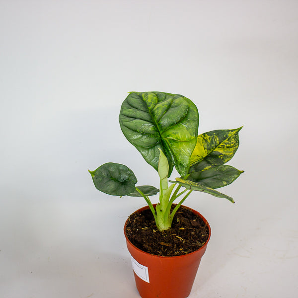 Alocasia Silver Dragon Variegata 7cm H10cm