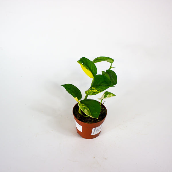 Scindapsus Jade Satin 9cm H5cm