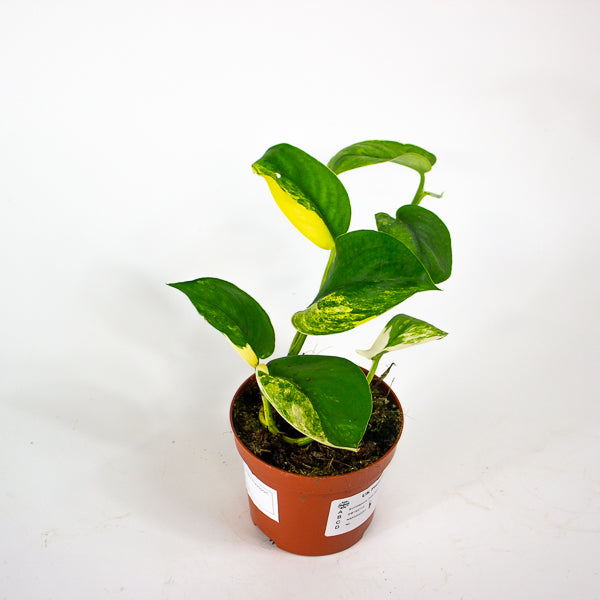 Scindapsus Jade Satin 9cm H5cm
