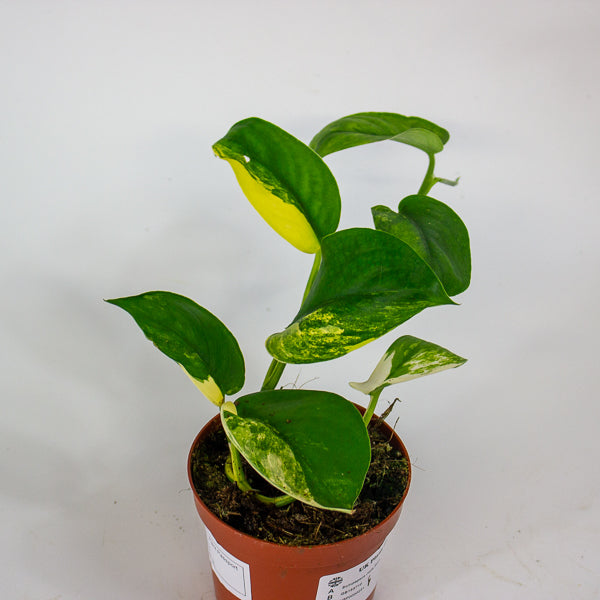 Scindapsus Jade Satin 9cm H5cm