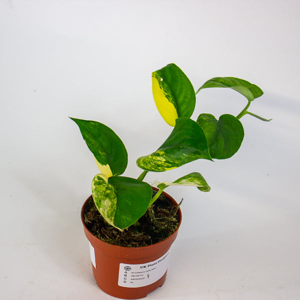 Scindapsus Jade Satin 9cm H5cm