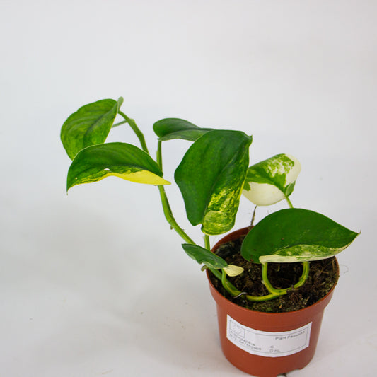 Scindapsus Jade Satin 9cm H5cm