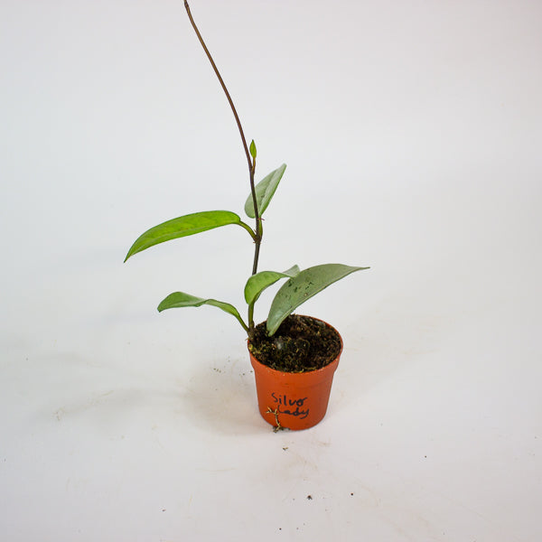 Hoya Wilber Graves Super Silver 7cm H10cm