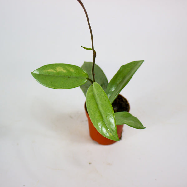 Hoya Wilber Graves Super Silver 7cm H10cm