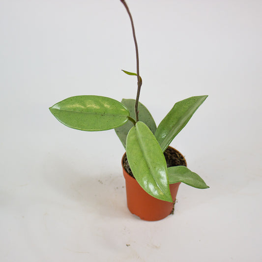 Hoya Wilber Graves Super Silver 7cm H10cm