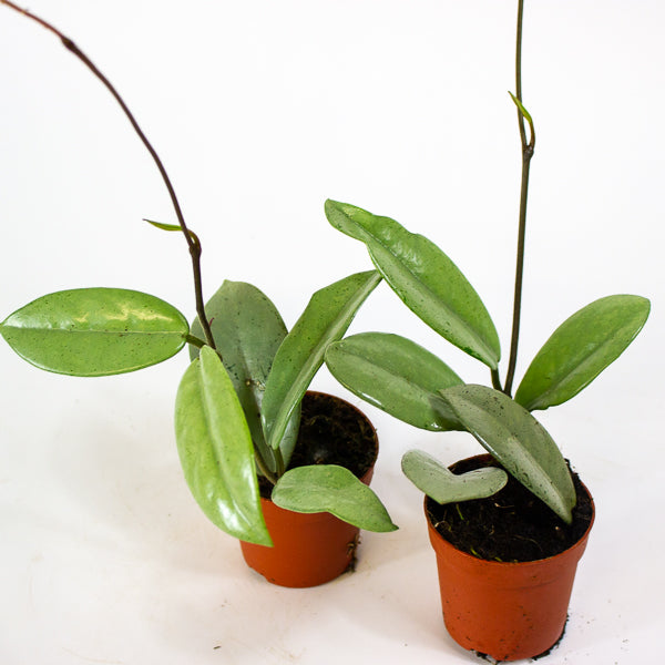 Hoya Wilber Graves Super Silver 7cm H10cm