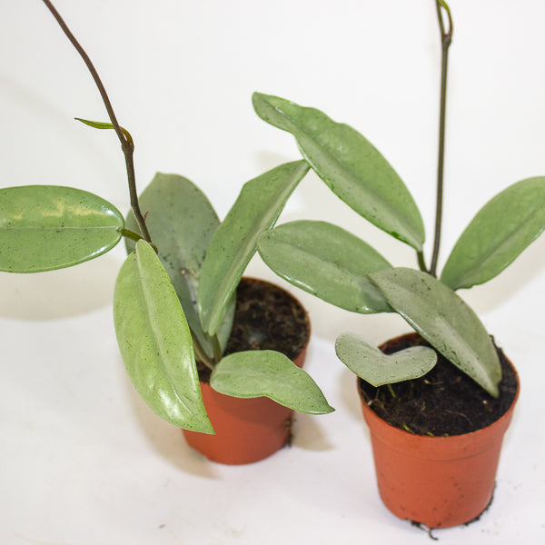 Hoya Wilber Graves Super Silver 7cm H10cm