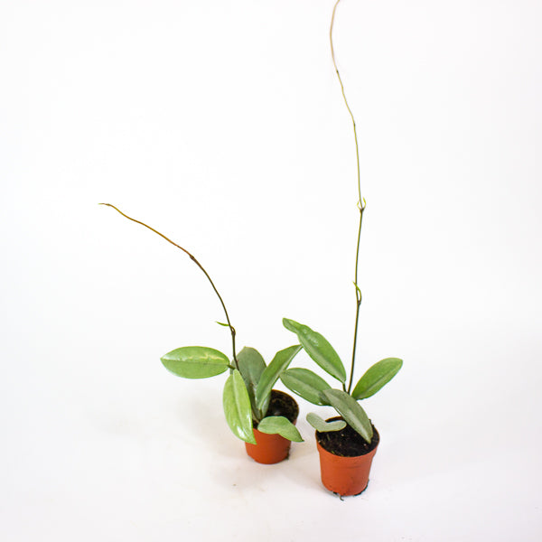 Hoya Wilber Graves Super Silver 7cm H10cm