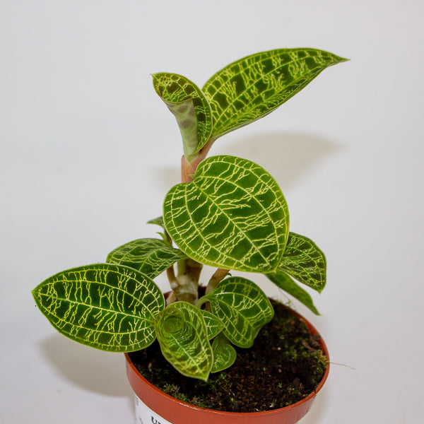 Macodes petola 6cm H8cm