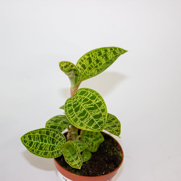 Macodes petola 6cm H8cm