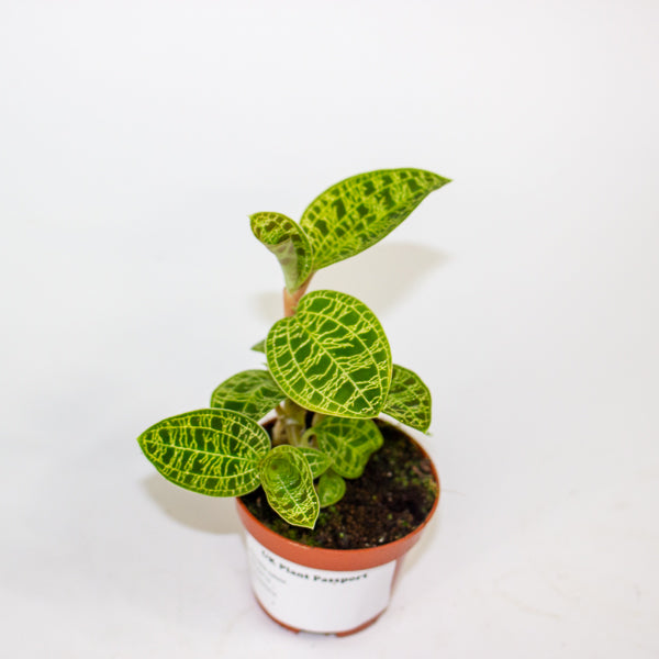 Macodes petola 6cm H8cm