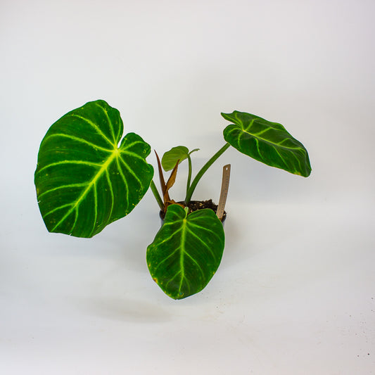 Philodendron luxurians 14cm H25cm
