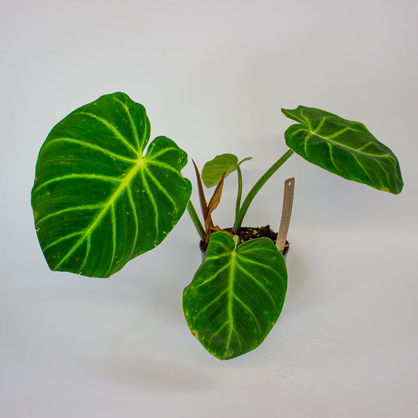 Philodendron luxurians 14cm H25cm